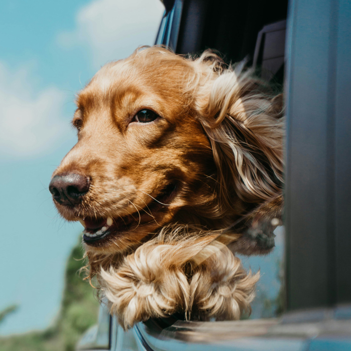 Happy golden retriever with head out of car window